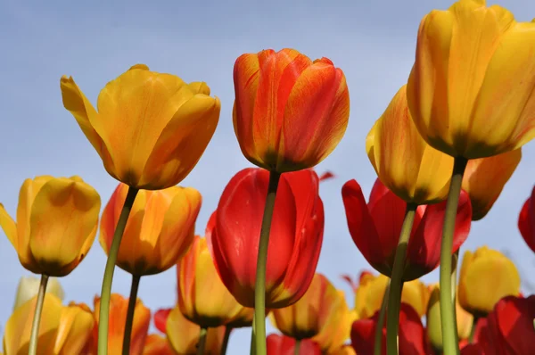 Oranžové a žluté tulipány s modrou oblohou — Stock fotografie