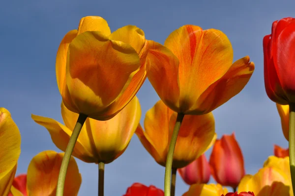 Pomarańczowe i żółte tulipany z błękitnego nieba — Zdjęcie stockowe