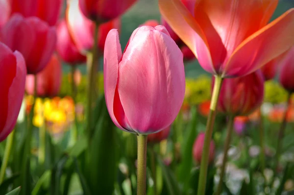 Tulipán rosa de cerca con fondo colorido — Foto de Stock