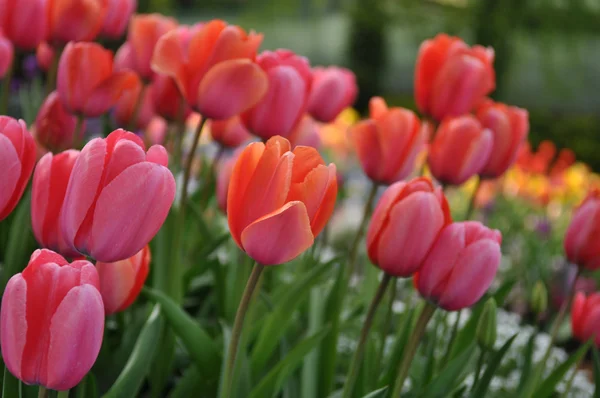 Macro Tulipán rosa — Foto de Stock