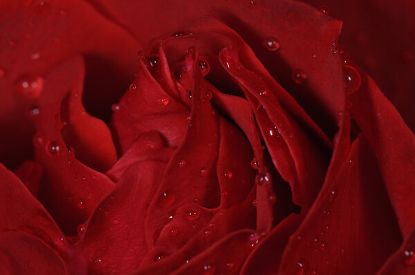 Beautiful Red Rose with water drops on it
