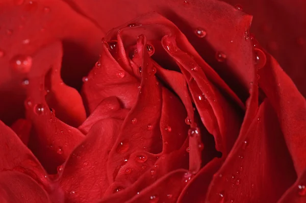 stock image Red Rose