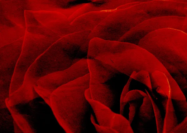 Grunge Red Rose Close Up Macro — Stock Photo, Image