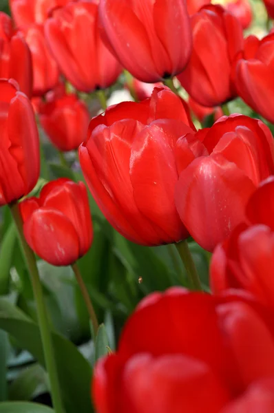 Red Tulips Close Up — Stock Photo, Image