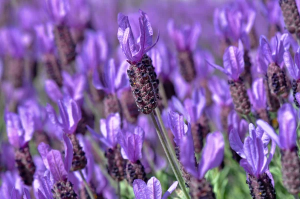 Purple Spanish Lavender Flower — Stock Photo, Image