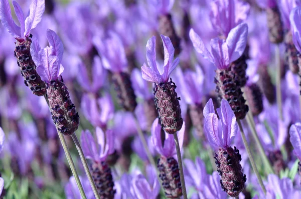 Violette spanische Lavendelblüte — Stockfoto