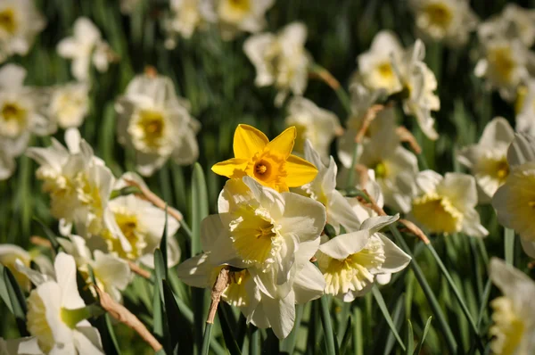 Yellow Daffodil — Stock Photo, Image