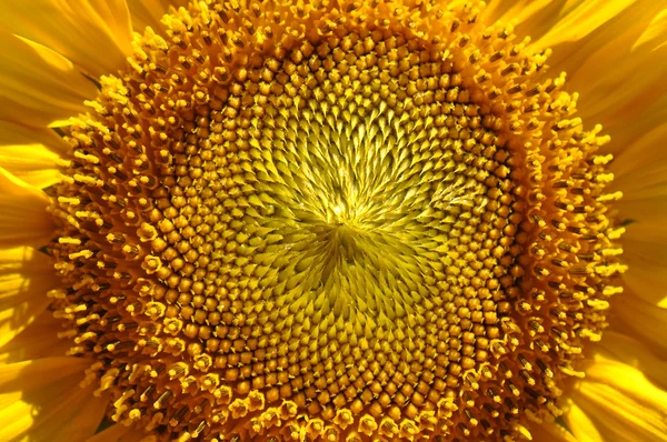 stock image Sunflower Close Up