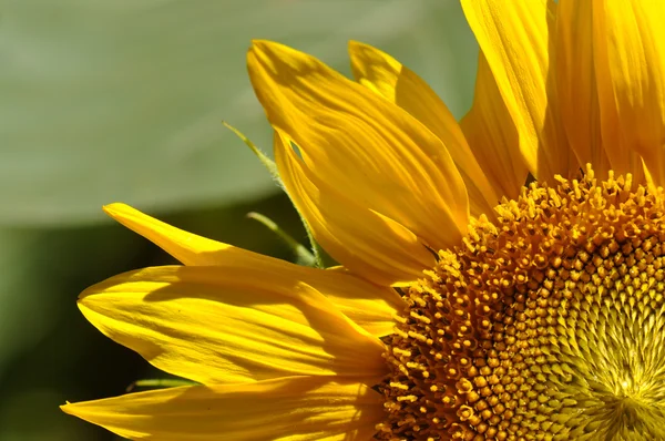 stock image Sunflower Close Up