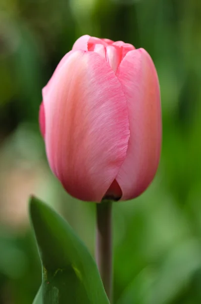 stock image Pink Tulip