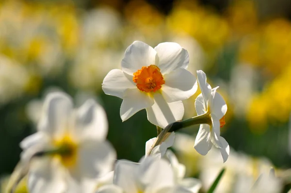White Daffodil Flower — Stock Photo, Image