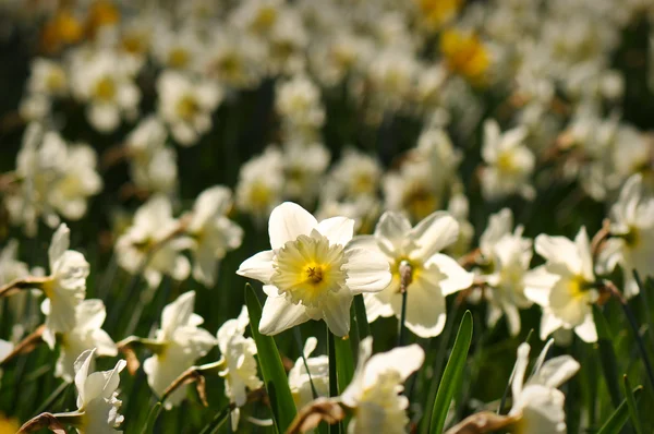 Witte daffodil bloem — Stockfoto