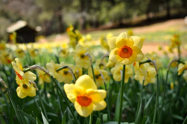 stock image Yellow Daffodils with Cabin in Background
