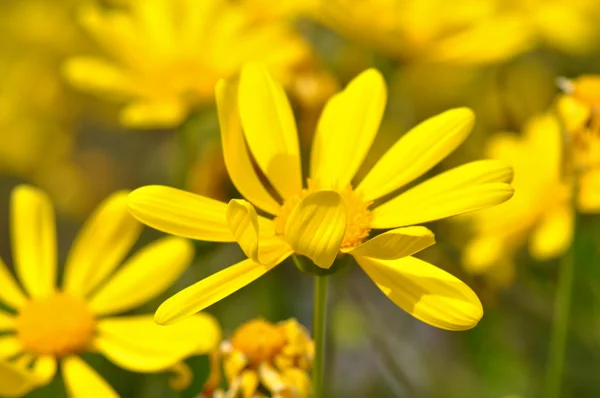Gelbes Gänseblümchen-Makro aus nächster Nähe — Stockfoto