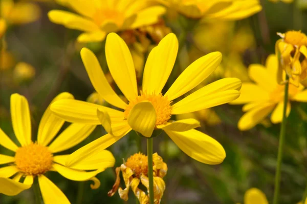Prado con flores y luz del sol — Foto de stock © slickspics #64561941