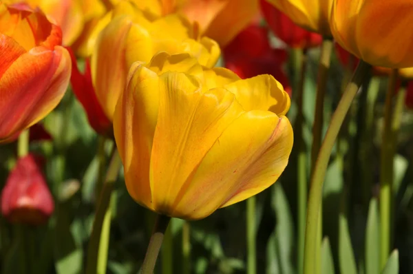 Jardim de tulipa amarela — Fotografia de Stock