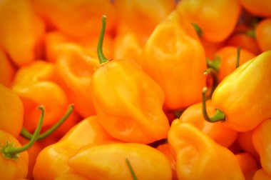 Habanero