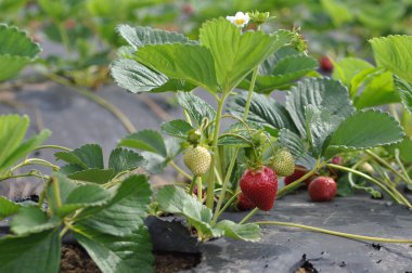 Organic Strawberry in California Field clipart