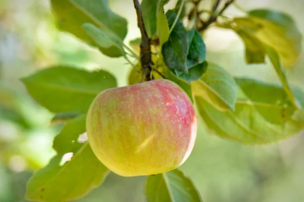 Μήλο υποκατάστημα — Φωτογραφία Αρχείου