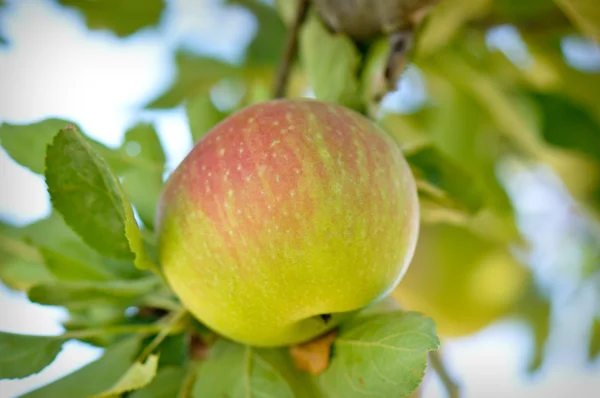 Jablko větev — Stock fotografie