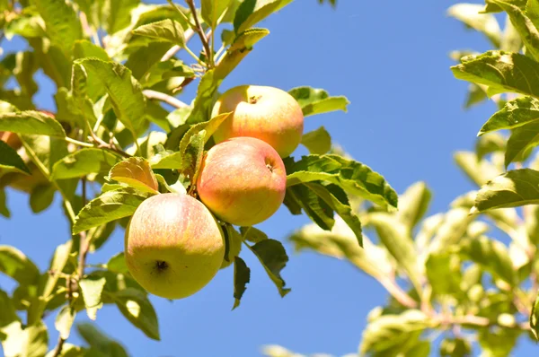 Jablko větev — Stock fotografie