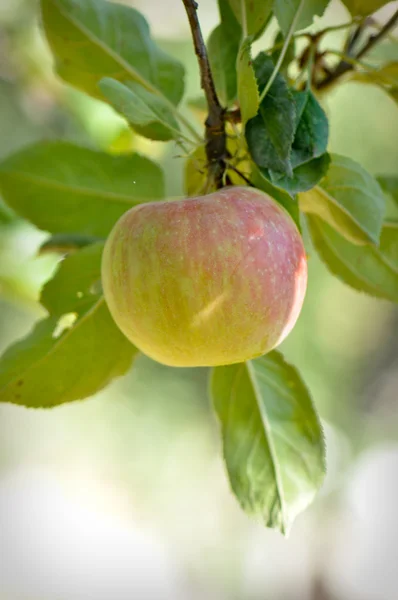 Succursale di mela — Foto Stock