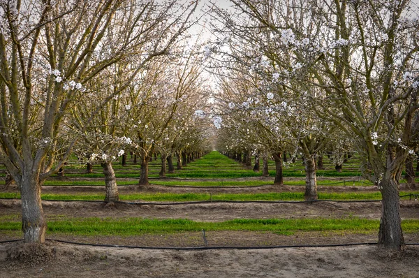 Ovocné stromy v sadech na jaře — Stock fotografie