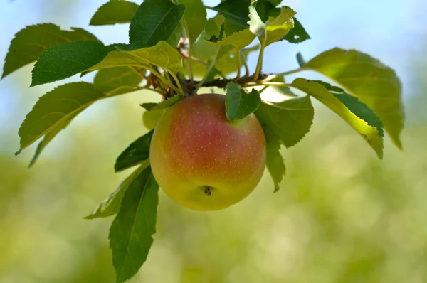 Зеленое яблоко на дереве — стоковое фото