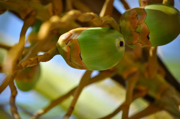 Zelený kokos — Stock fotografie