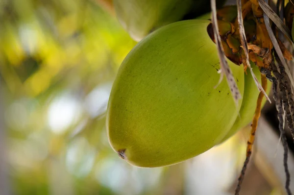 Grön kokosnöt — Stockfoto