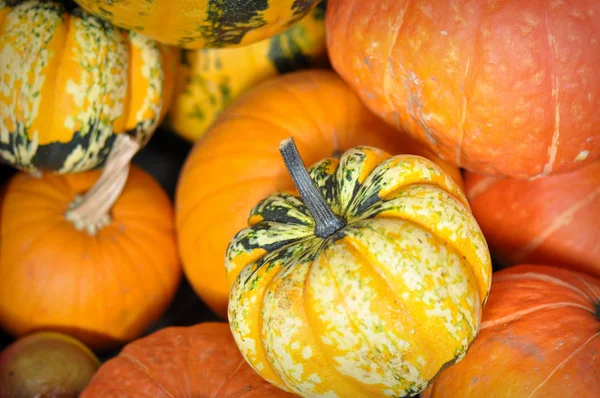 Halloween Pumpkins — Stock Photo, Image