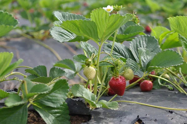 stock image Organic Strawberry in California Field