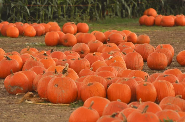 stock image Pumpkin Patch