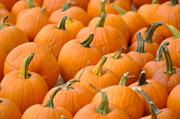 Halloween Pumpkin Patch — Stock Fotó