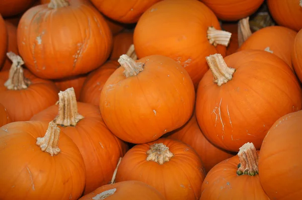 Pumpkin Patch - 9 Royalty Free Stock Images