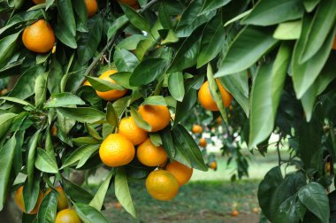 ağaca tutunan mandalina