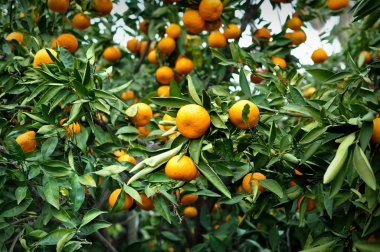 ağaca tutunan mandalina