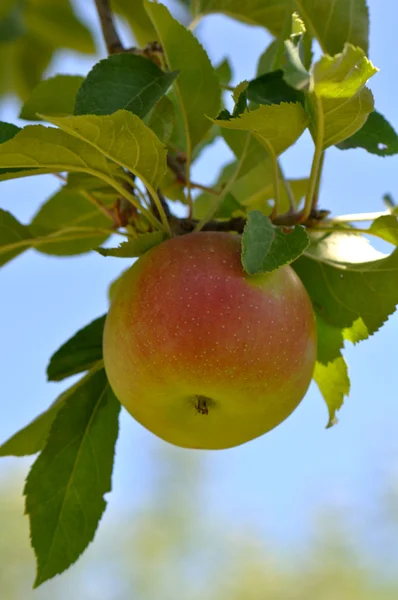 Červené jablko na stromě — Stock fotografie