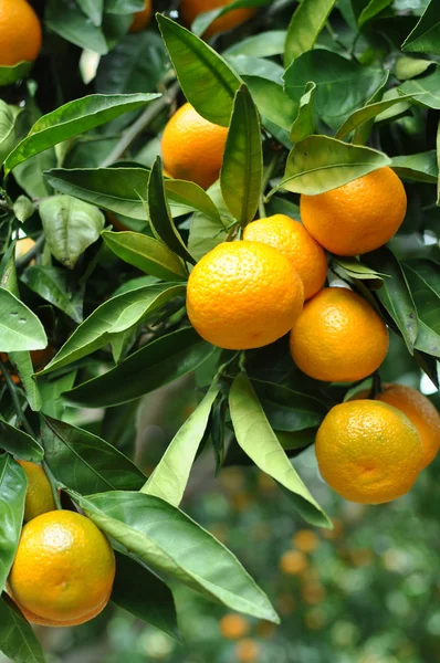 Mandarinka, visící ze stromu — Stock fotografie