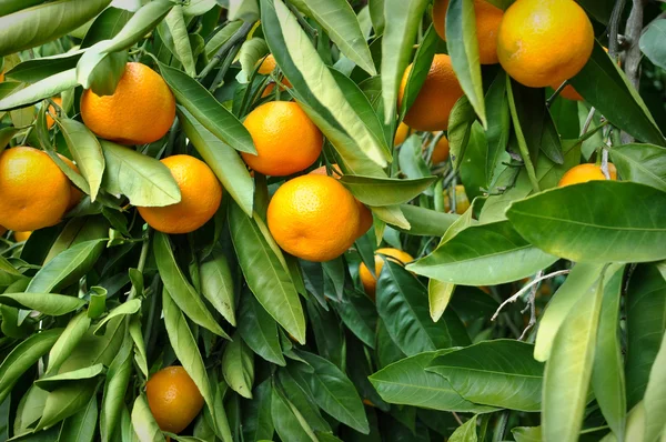 Mandarine hängt am Baum — Stockfoto