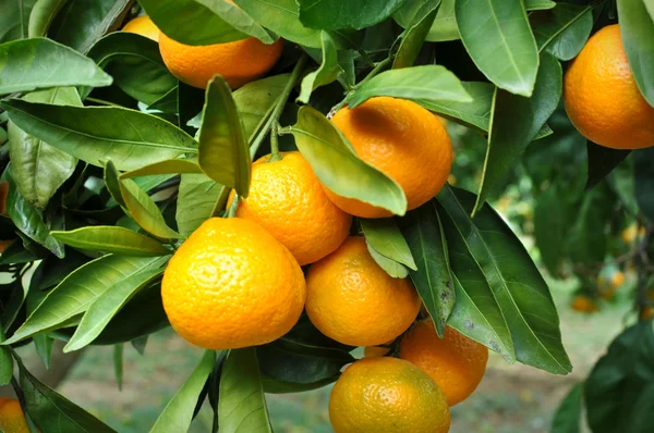 Mandarina colgando del árbol —  Fotos de Stock