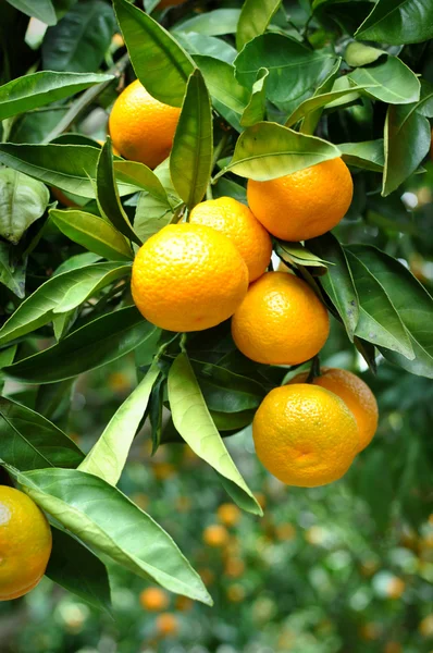 Mandarino appeso all'albero — Foto Stock