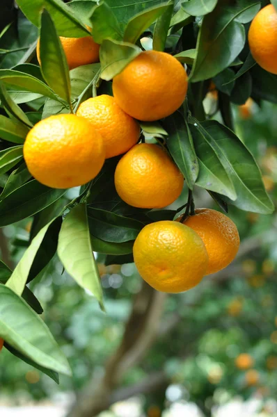Mandarina colgando del árbol —  Fotos de Stock