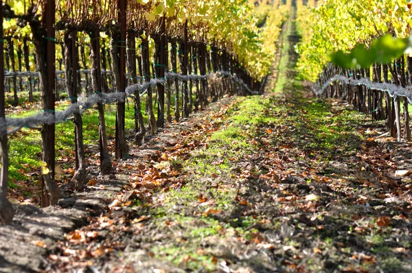 stock image Autumn Vineyard in Napa Valley