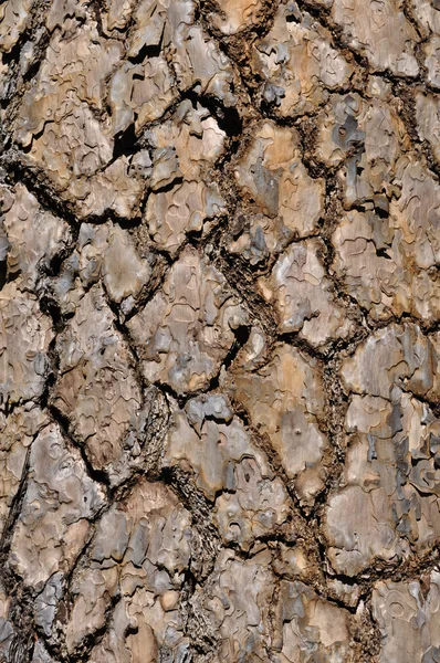 Fondo de corteza de pino — Foto de Stock