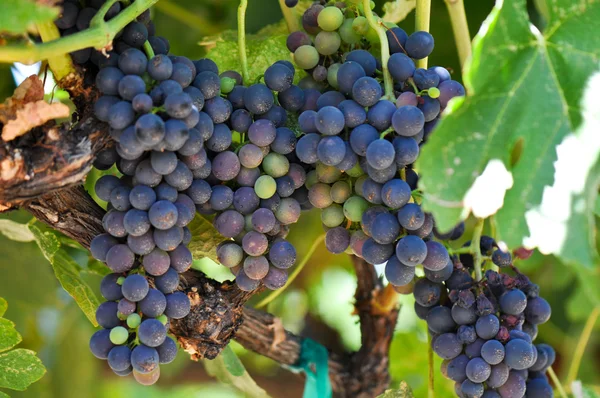 Червоний виноград на лозі — стокове фото