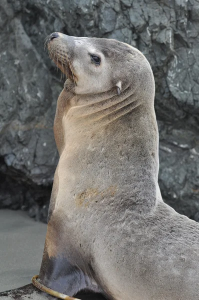 Sea Lion Portrait — Stock Photo, Image