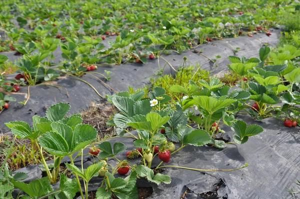 Parche de campo de fresa —  Fotos de Stock