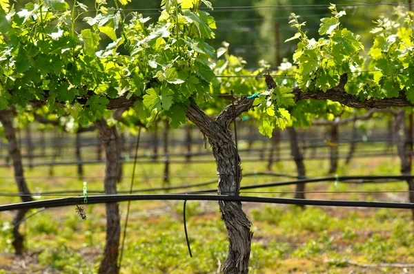 Виноградник весной — стоковое фото