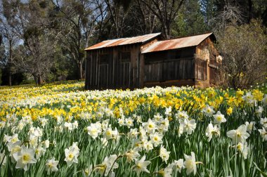 Cabin at Daffodil Hill California clipart